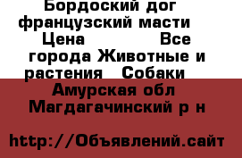 Бордоский дог ( французский масти)  › Цена ­ 50 000 - Все города Животные и растения » Собаки   . Амурская обл.,Магдагачинский р-н